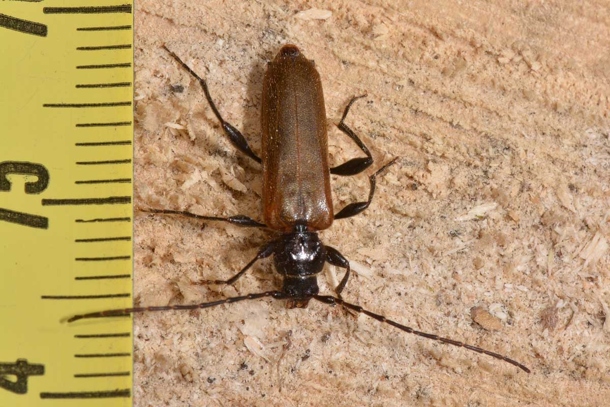 Cerambycidae:   Phymatodes testaceus?  S !